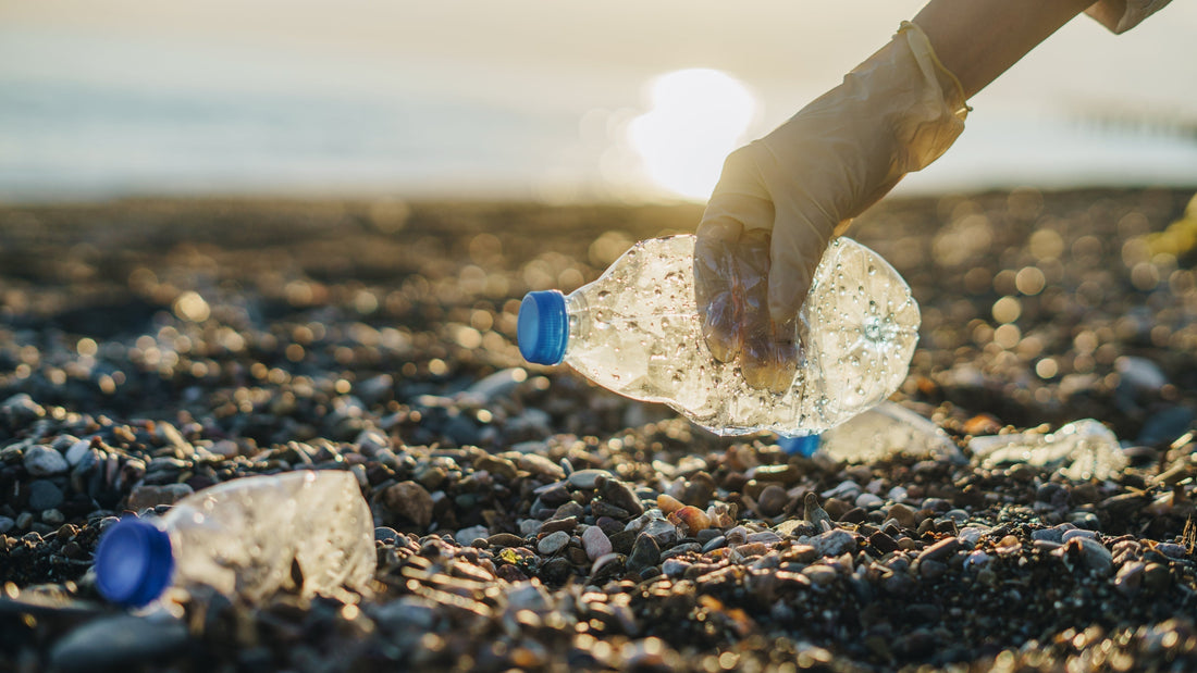 How to Celebrate Sustainability all Year Long