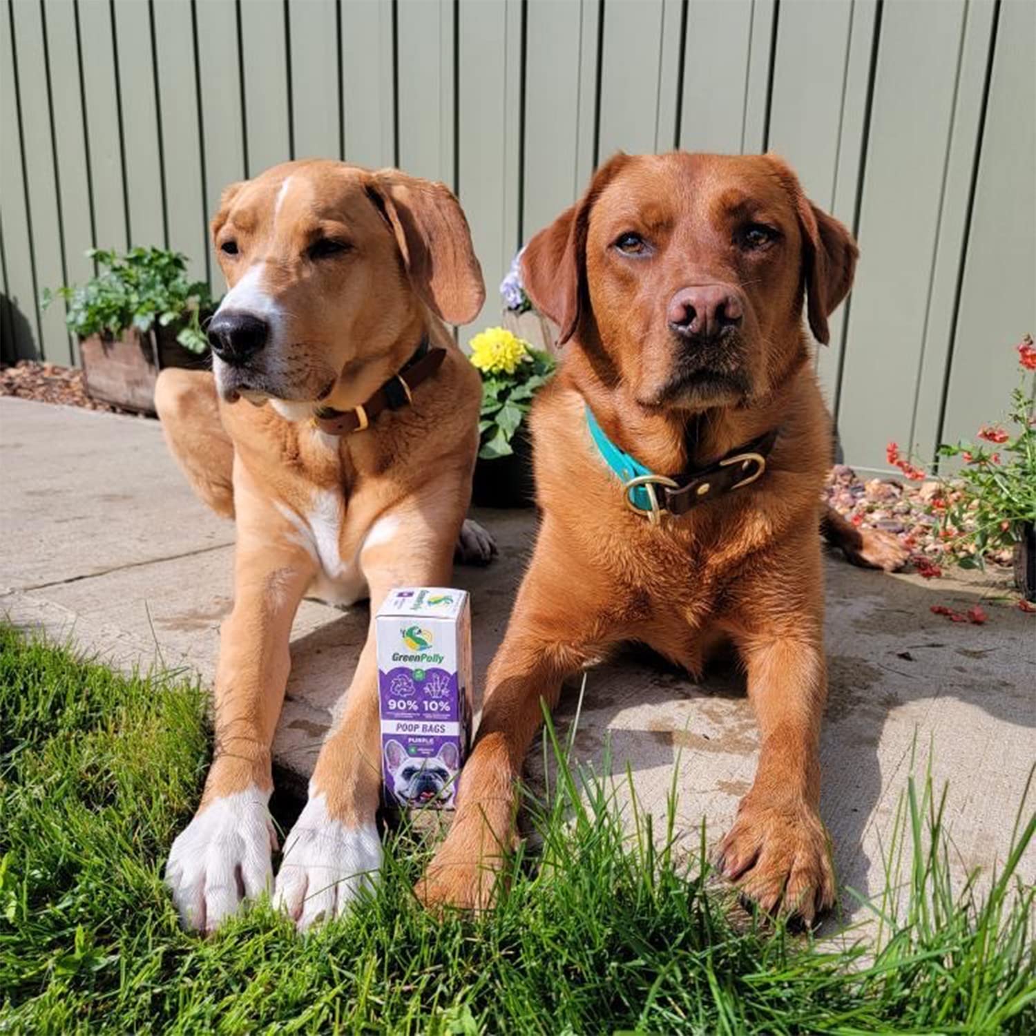 GreenPolly Dog Poop Bags Purple Leak-Proof Pet Waste Bags – Extra Strong for All Dog Sizes – Recycled Material